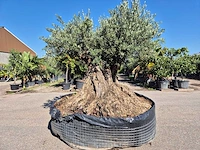 Olijfboom bonsai xxl - olea europaea - 200 jaar oud - hoogte ca. 280 cm - afbeelding 1 van  9