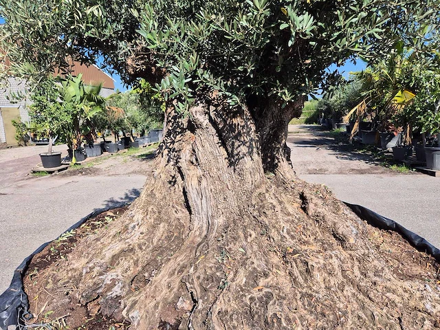 Olijfboom bonsai xxl - olea europaea - 200 jaar oud - hoogte ca. 280 cm - afbeelding 2 van  9