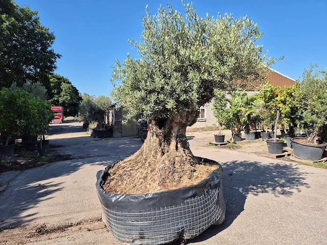 Olijfboom bonsai xxl - olea europaea - 200 jaar oud - hoogte ca. 280 cm - afbeelding 3 van  9