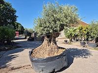 Olijfboom bonsai xxl - olea europaea - 200 jaar oud - hoogte ca. 280 cm - afbeelding 3 van  9