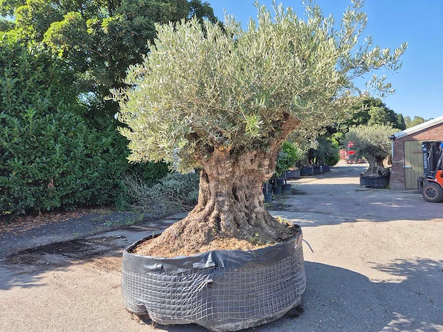 Olijfboom bonsai xxl - olea europaea - 200 jaar oud - hoogte ca. 280 cm - afbeelding 4 van  9