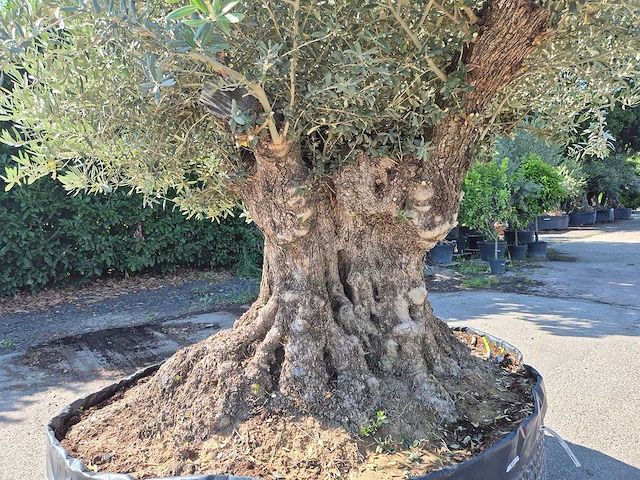 Olijfboom bonsai xxl - olea europaea - 200 jaar oud - hoogte ca. 280 cm - afbeelding 5 van  9
