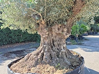 Olijfboom bonsai xxl - olea europaea - 200 jaar oud - hoogte ca. 280 cm - afbeelding 5 van  9