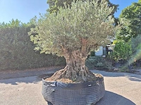 Olijfboom bonsai xxl - olea europaea - 200 jaar oud - hoogte ca. 280 cm - afbeelding 6 van  9