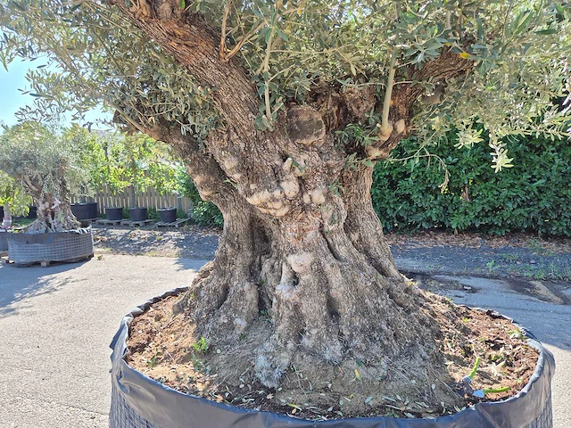 Olijfboom bonsai xxl - olea europaea - 200 jaar oud - hoogte ca. 280 cm - afbeelding 7 van  9