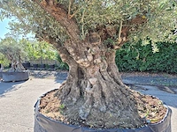 Olijfboom bonsai xxl - olea europaea - 200 jaar oud - hoogte ca. 280 cm - afbeelding 7 van  9