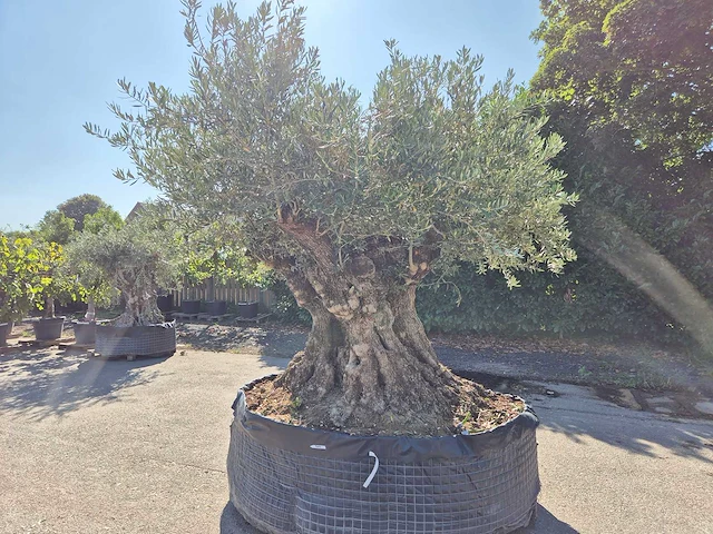 Olijfboom bonsai xxl - olea europaea - 200 jaar oud - hoogte ca. 280 cm - afbeelding 8 van  9