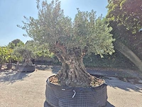 Olijfboom bonsai xxl - olea europaea - 200 jaar oud - hoogte ca. 280 cm - afbeelding 8 van  9
