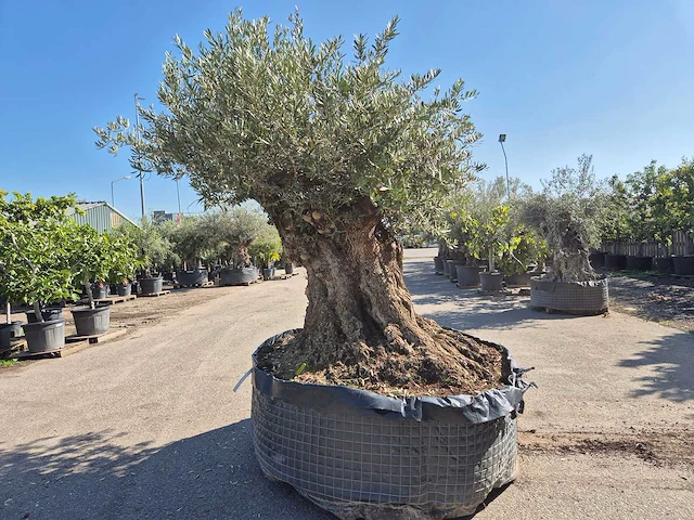Olijfboom bonsai xxl - olea europaea - 200 jaar oud - hoogte ca. 280 cm - afbeelding 9 van  9