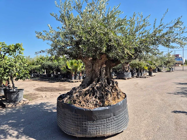 Olijfboom bonsai xxl - olea europaea - 200 jaar oud - hoogte ca. 280 cm - afbeelding 1 van  7