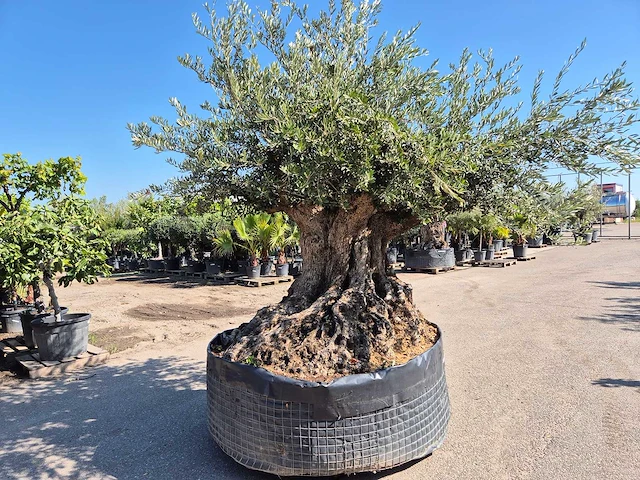 Olijfboom bonsai xxl - olea europaea - 200 jaar oud - hoogte ca. 280 cm - afbeelding 2 van  7