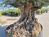 Olijfboom bonsai xxl - olea europaea - 200 jaar oud - hoogte ca. 280 cm - afbeelding 3 van  7