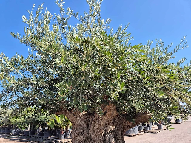 Olijfboom bonsai xxl - olea europaea - 200 jaar oud - hoogte ca. 280 cm - afbeelding 4 van  7