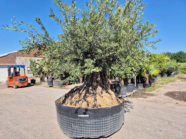 Olijfboom bonsai xxl - olea europaea - 200 jaar oud - hoogte ca. 280 cm - afbeelding 5 van  7