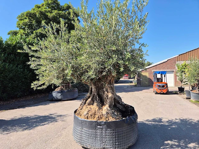 Olijfboom bonsai xxl - olea europaea - 200 jaar oud - hoogte ca. 280 cm - afbeelding 6 van  7