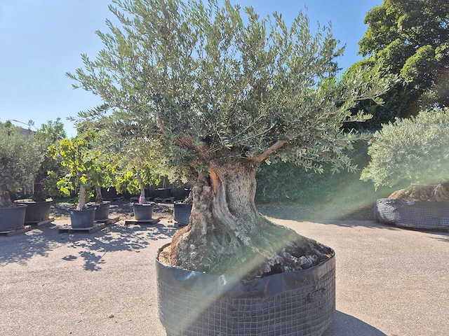 Olijfboom bonsai xxl - olea europaea - 200 jaar oud - hoogte ca. 280 cm - afbeelding 7 van  7