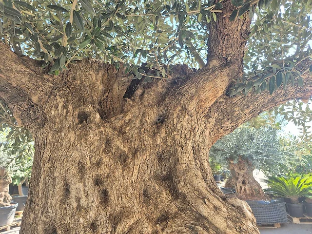 Olijfboom bonsai xxl - olea europaea - 200 jaar oud - hoogte ca. 280 cm - afbeelding 2 van  11