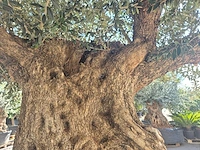 Olijfboom bonsai xxl - olea europaea - 200 jaar oud - hoogte ca. 280 cm - afbeelding 2 van  11