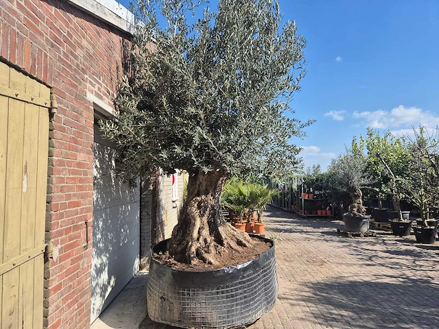 Olijfboom bonsai xxl - olea europaea - 200 jaar oud - hoogte ca. 280 cm - afbeelding 3 van  11