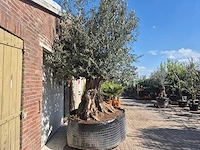Olijfboom bonsai xxl - olea europaea - 200 jaar oud - hoogte ca. 280 cm - afbeelding 3 van  11
