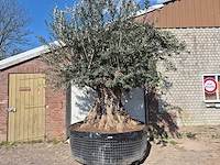 Olijfboom bonsai xxl - olea europaea - 200 jaar oud - hoogte ca. 280 cm - afbeelding 1 van  11