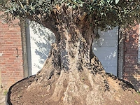 Olijfboom bonsai xxl - olea europaea - 200 jaar oud - hoogte ca. 280 cm - afbeelding 4 van  11
