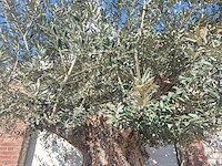 Olijfboom bonsai xxl - olea europaea - 200 jaar oud - hoogte ca. 280 cm - afbeelding 5 van  11