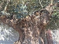 Olijfboom bonsai xxl - olea europaea - 200 jaar oud - hoogte ca. 280 cm - afbeelding 6 van  11