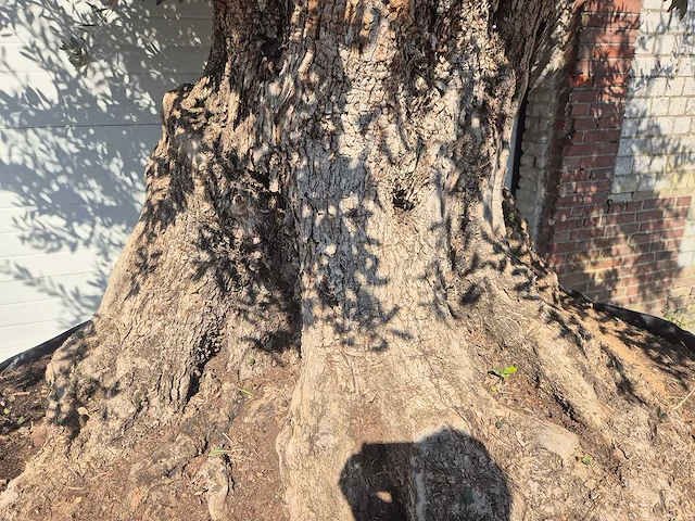 Olijfboom bonsai xxl - olea europaea - 200 jaar oud - hoogte ca. 280 cm - afbeelding 7 van  11