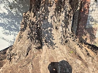 Olijfboom bonsai xxl - olea europaea - 200 jaar oud - hoogte ca. 280 cm - afbeelding 7 van  11