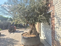 Olijfboom bonsai xxl - olea europaea - 200 jaar oud - hoogte ca. 280 cm - afbeelding 8 van  11