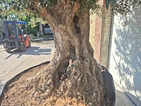 Olijfboom bonsai xxl - olea europaea - 200 jaar oud - hoogte ca. 280 cm - afbeelding 9 van  11