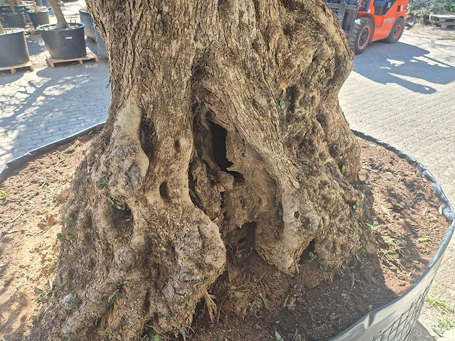Olijfboom bonsai xxl - olea europaea - 200 jaar oud - hoogte ca. 280 cm - afbeelding 10 van  11