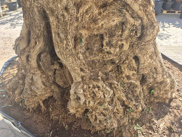 Olijfboom bonsai xxl - olea europaea - 200 jaar oud - hoogte ca. 280 cm - afbeelding 11 van  11