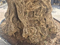 Olijfboom bonsai xxl - olea europaea - 200 jaar oud - hoogte ca. 280 cm - afbeelding 11 van  11