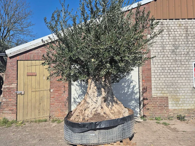 Olijfboom bonsai xxl - olea europaea - 200 jaar oud - hoogte ca. 300 cm - afbeelding 1 van  9