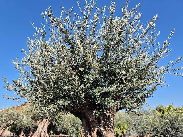 Olijfboom bonsai xxl - olea europaea - 200 jaar oud - hoogte ca. 300 cm - afbeelding 10 van  10