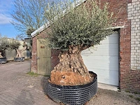 Olijfboom bonsai xxl - olea europaea - 200 jaar oud - hoogte ca. 300 cm
