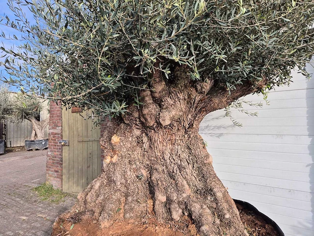 Olijfboom bonsai xxl - olea europaea - 200 jaar oud - hoogte ca. 300 cm - afbeelding 2 van  7