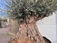 Olijfboom bonsai xxl - olea europaea - 200 jaar oud - hoogte ca. 300 cm - afbeelding 2 van  7