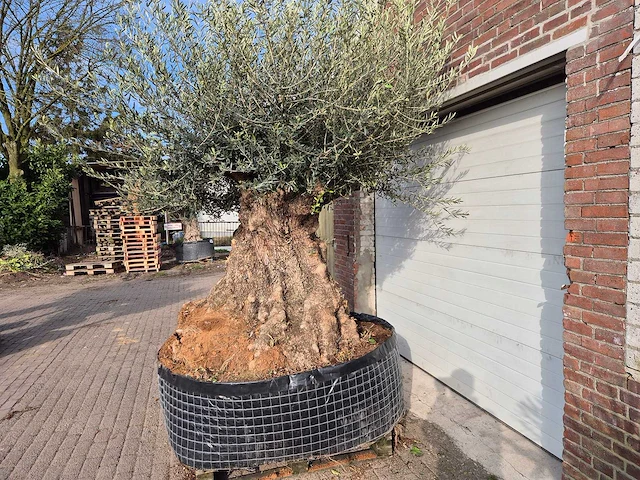 Olijfboom bonsai xxl - olea europaea - 200 jaar oud - hoogte ca. 300 cm - afbeelding 3 van  7