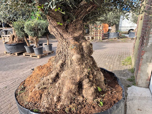 Olijfboom bonsai xxl - olea europaea - 200 jaar oud - hoogte ca. 300 cm - afbeelding 4 van  7