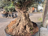 Olijfboom bonsai xxl - olea europaea - 200 jaar oud - hoogte ca. 300 cm - afbeelding 4 van  7