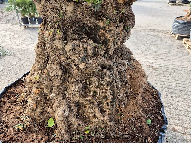Olijfboom bonsai xxl - olea europaea - 200 jaar oud - hoogte ca. 300 cm - afbeelding 5 van  7