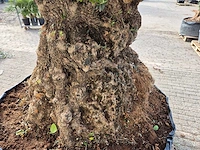 Olijfboom bonsai xxl - olea europaea - 200 jaar oud - hoogte ca. 300 cm - afbeelding 5 van  7