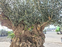 Olijfboom bonsai xxl - olea europaea - 200 jaar oud - hoogte ca. 300 cm - afbeelding 6 van  7