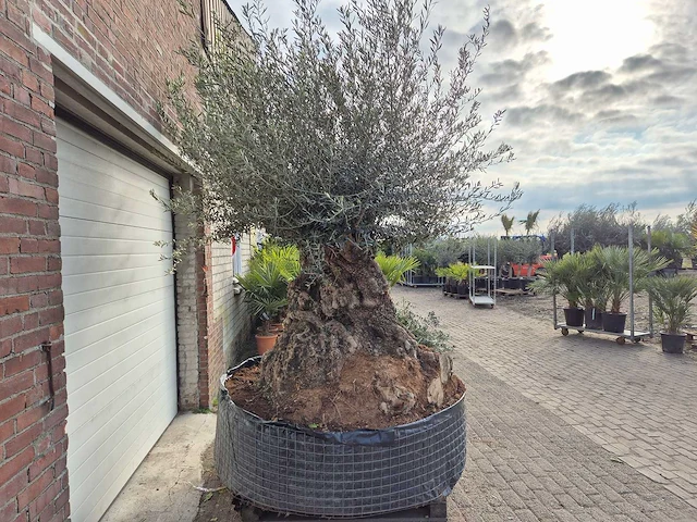 Olijfboom bonsai xxl - olea europaea - 200 jaar oud - hoogte ca. 300 cm - afbeelding 7 van  7