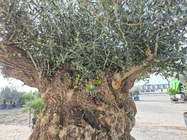 Olijfboom bonsai xxl - olea europaea - 200 jaar oud - hoogte ca. 300 cm - afbeelding 6 van  7