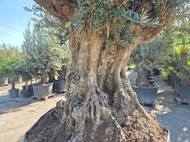Olijfboom bonsai xxl - olea europaea - 200 jaar oud - hoogte ca. 320 cm - afbeelding 2 van  10