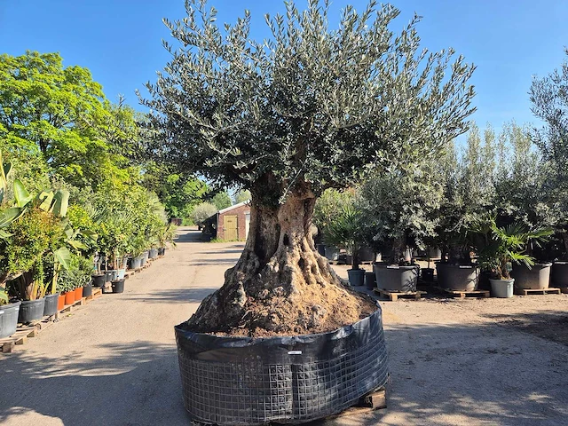 Olijfboom bonsai xxl - olea europaea - 200 jaar oud - hoogte ca. 320 cm - afbeelding 1 van  10
